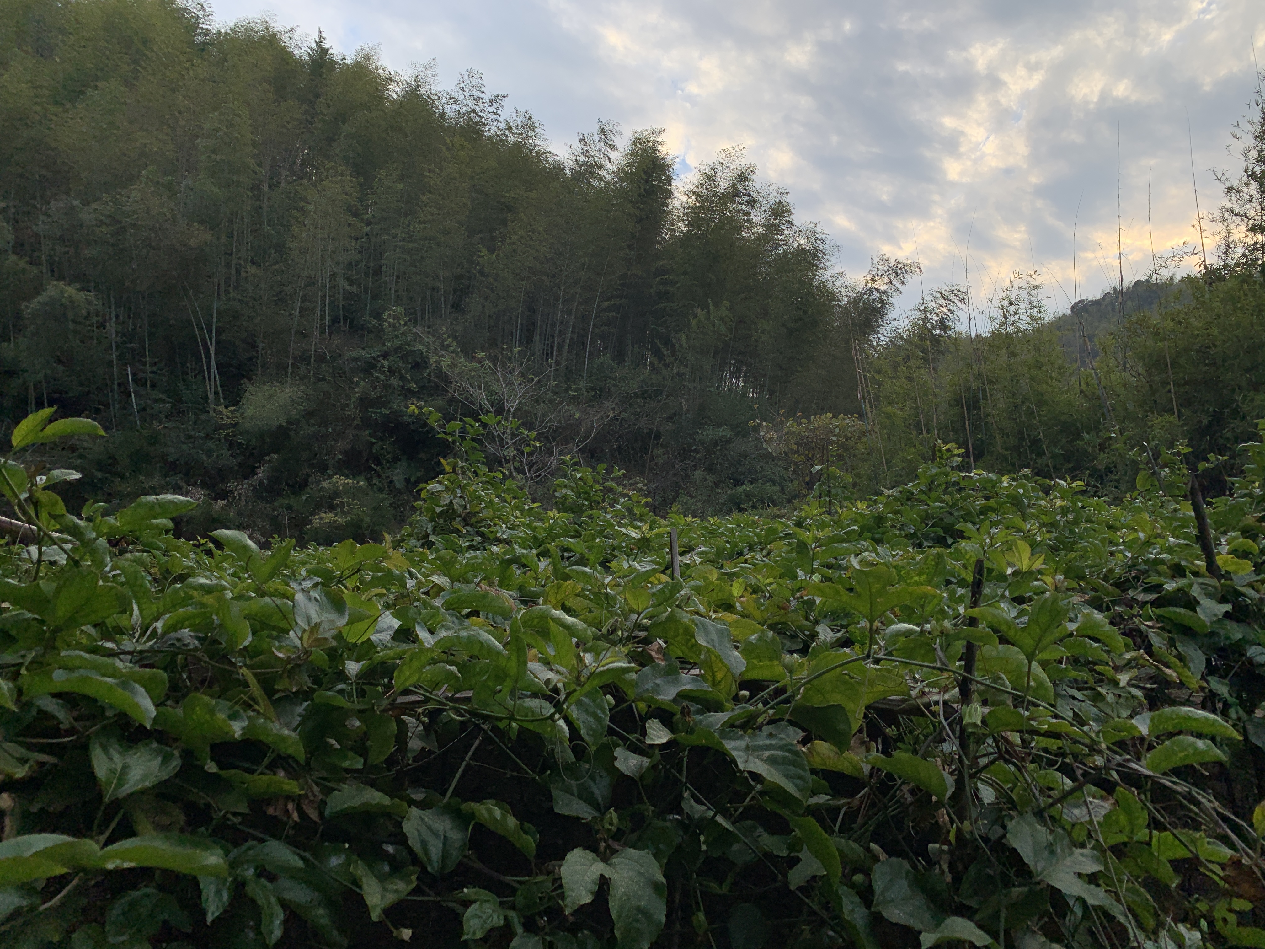 1575280767206058472.jpg 微信图片_20191129173002.jpg